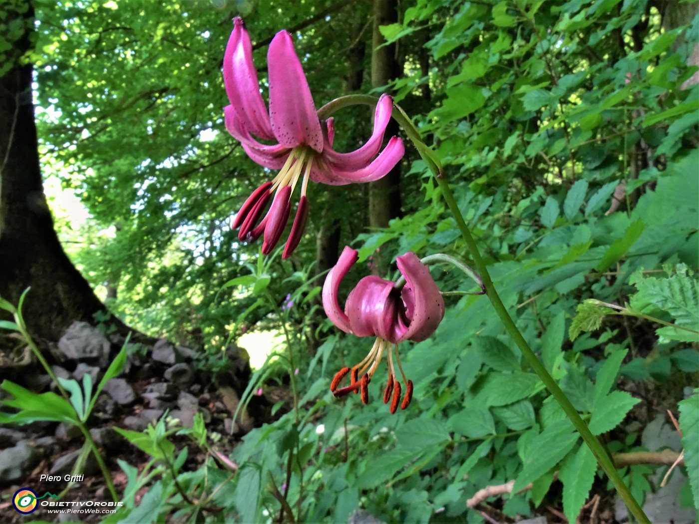 33 Lilium martagon (Giglio martagone).JPG